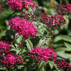 Spiraea japonica 'Anthony Waterer'
